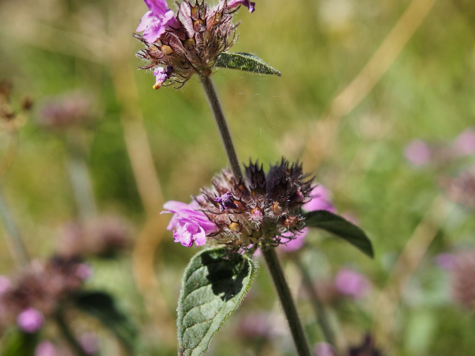 Basil, Wild